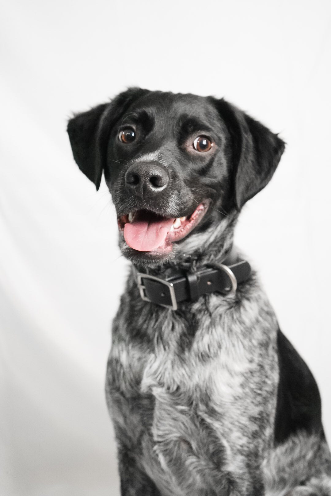 The Companion - Leather Dog Collar