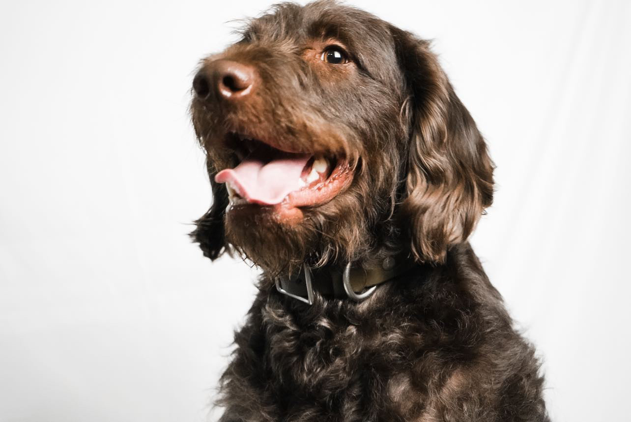 The Companion - Leather Dog Collar