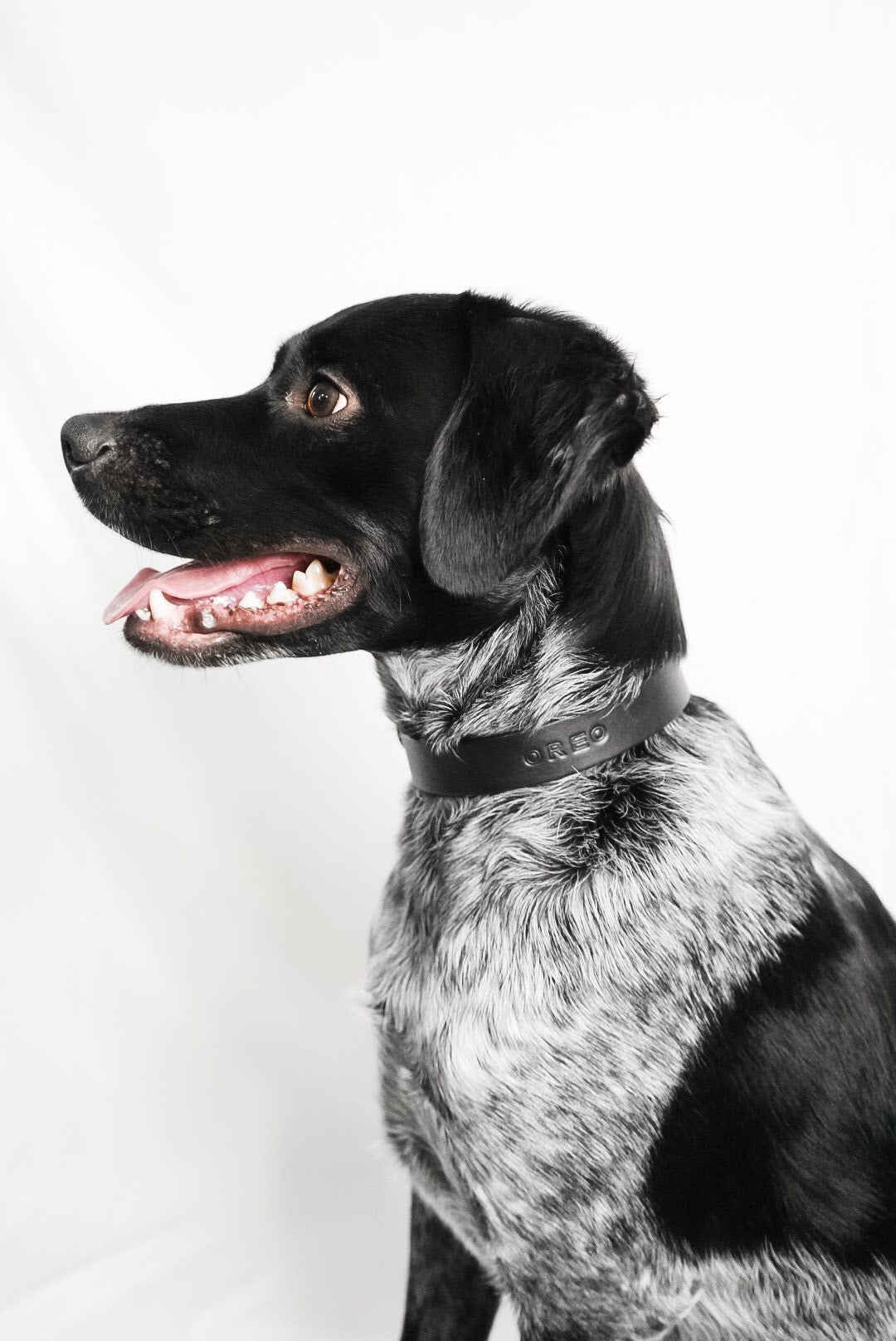 The Companion - Leather Dog Collar